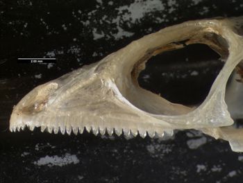 Media type: image;   Herpetology R-119716